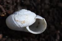 Cernuella aginnica