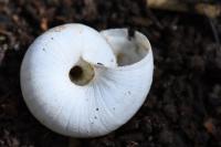Cernuella aginnica
