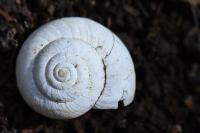 Cernuella aginnica