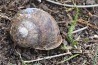 Cornu aspersum