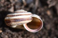 Cernuella aginnica