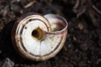 Cernuella aginnica