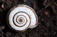 Cernuella aginnica