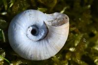 Helicella itala