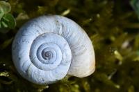Helicella itala