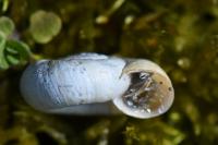 Helicella itala