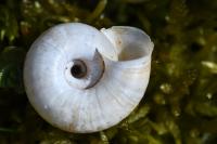 Helicella itala