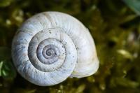 Helicella itala