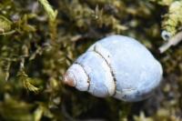 Bithynia tentaculata
