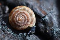 Gonyodiscus rotundatus