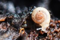 Vallonia costata