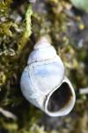 Bithynia tentaculata