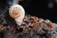Vallonia costata