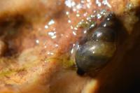 Potamopyrgus antipodarum