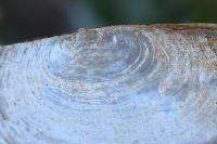 Anodonta cygnea