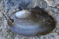 Anodonta cygnea