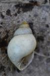 Bithynia tentaculata