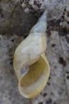 Lymnaea stagnalis