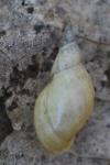 Lymnaea stagnalis