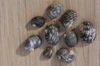 Theodoxus fluviatilis