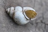 Bithynia tentaculata