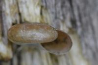 Oxychilus draparnaudi