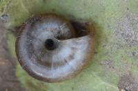 Oxychilus draparnaudi