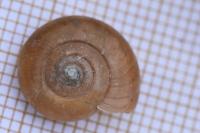 Oxychilus draparnaudi