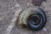 Planorbis planorbis