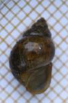 Bithynia tentaculata