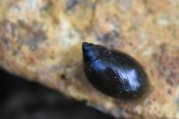 Physella acuta