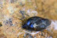 Physella acuta