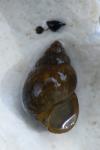 Bithynia tentaculata