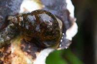 Bithynia tentaculata