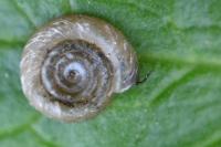 Anisus vortex