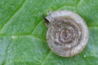 Anisus vortex