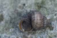 Pomatias elegans