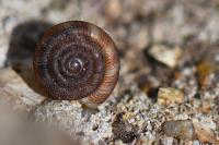 Gonyodiscus rotundatus