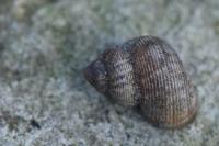 Pomatias elegans
