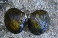 Corbicula fluminea