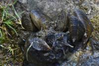 Dreissena polymorpha
