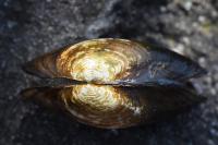 Anodonta anatina