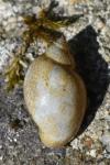 Physella acuta