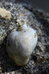Ampullaceana balthica