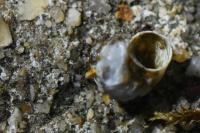 Valvata piscinalis