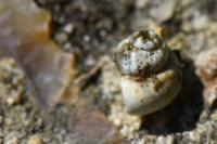 Valvata piscinalis