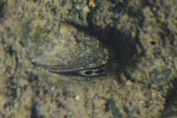 Dreissena polymorpha