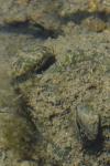 Dreissena polymorpha