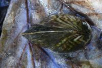 Dreissena polymorpha