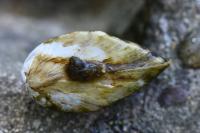 Dreissena polymorpha